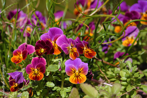 tricolor pansies in the garden  springtime flowerbed close-up