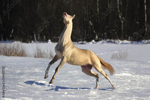 Cremello Akhal Teke stallion playing in the snow and showing flehmen response. Horizontal, side view, in motion,