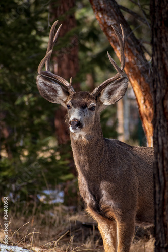 Mule Deer Buck