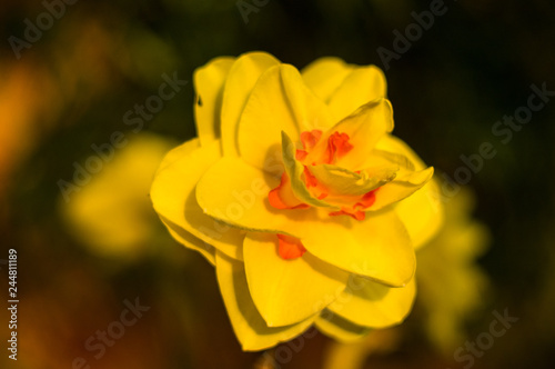 Amazing yellow huge bright daffodils in sunlight. Close-up, macro, perfect image for greeting card