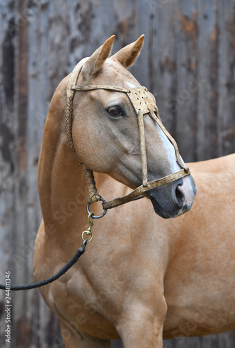 Palomino horse in leather polo halter looks sideways while standing beside wooden log wall. Vertical, sideways, portrait. © arthorse