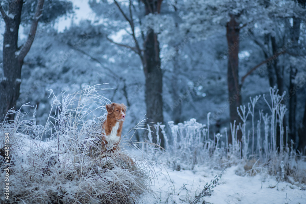 dog in winter on the nature in the frost. Walk with your pet. Auburn Nova Scotia Duck Tolling Retriever, Toller