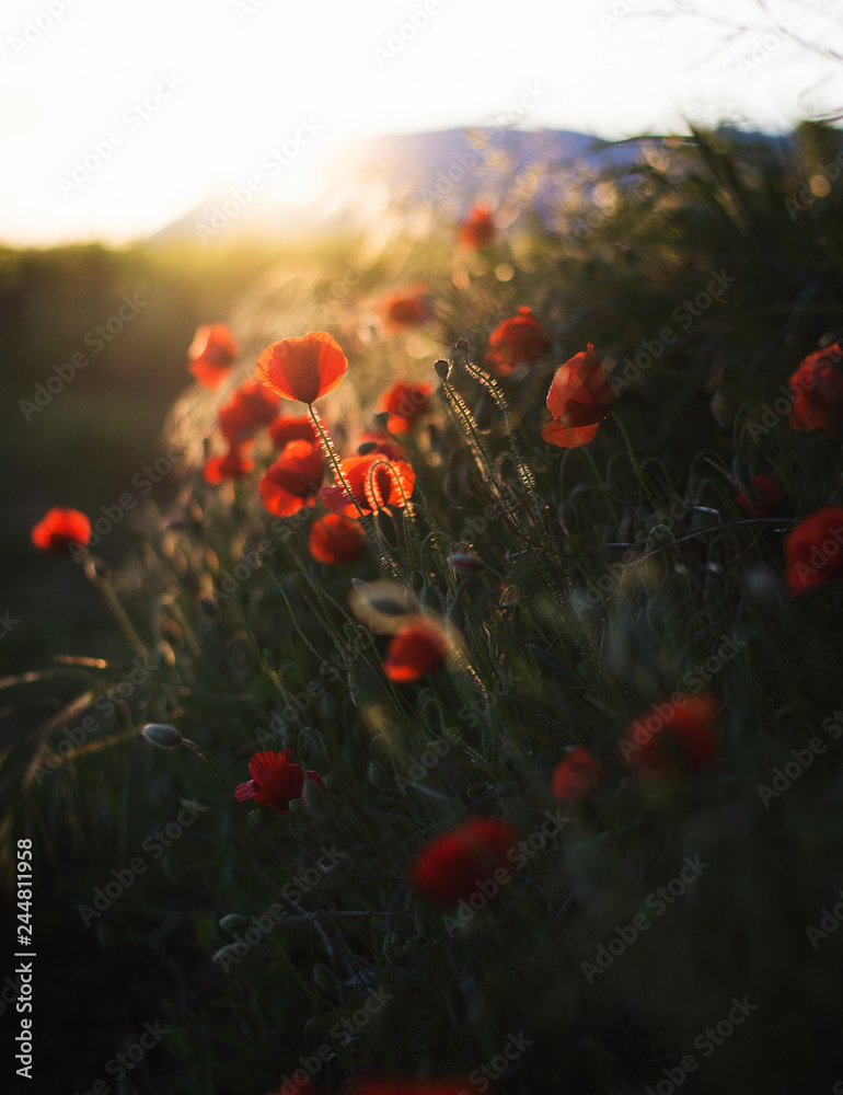 Obraz premium Coquelicots du soir