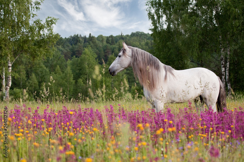 White spanish horse with long mane stand in the violet field in summer. Horizontal, side view.