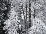 Snow in a forest
