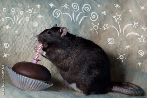 the rat celebrates his birthday and eats a cake