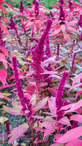 Rodgersia Aesculifolia closeup 1.