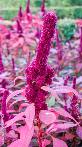 Rodgersia Aesculifolia closeup 2.