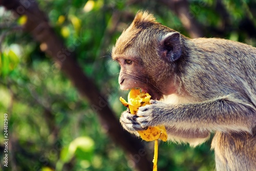 A monkey is eating a banana is on the tree .