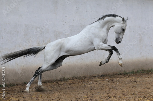 Slender light grey Akhal teke stallion with black mane and tail leaps upward in jump in a paddock beside gray concrete wall. Horizontal, side view, in motion. photo