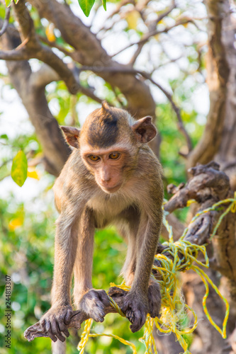 A monkey is climbing on the branch.