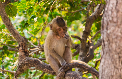 a monkey is eating the fruit is on the tree.
