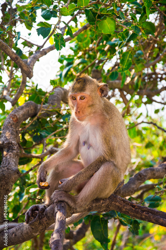 a monkey is eating beans is on the tree .