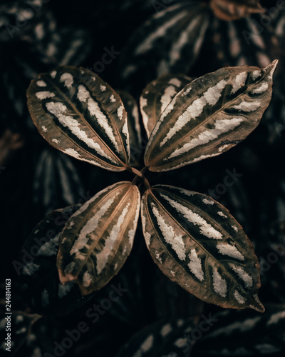 Amazon Rainforest flowers in orange tones, tropical forest, evergreen vibes, dark background