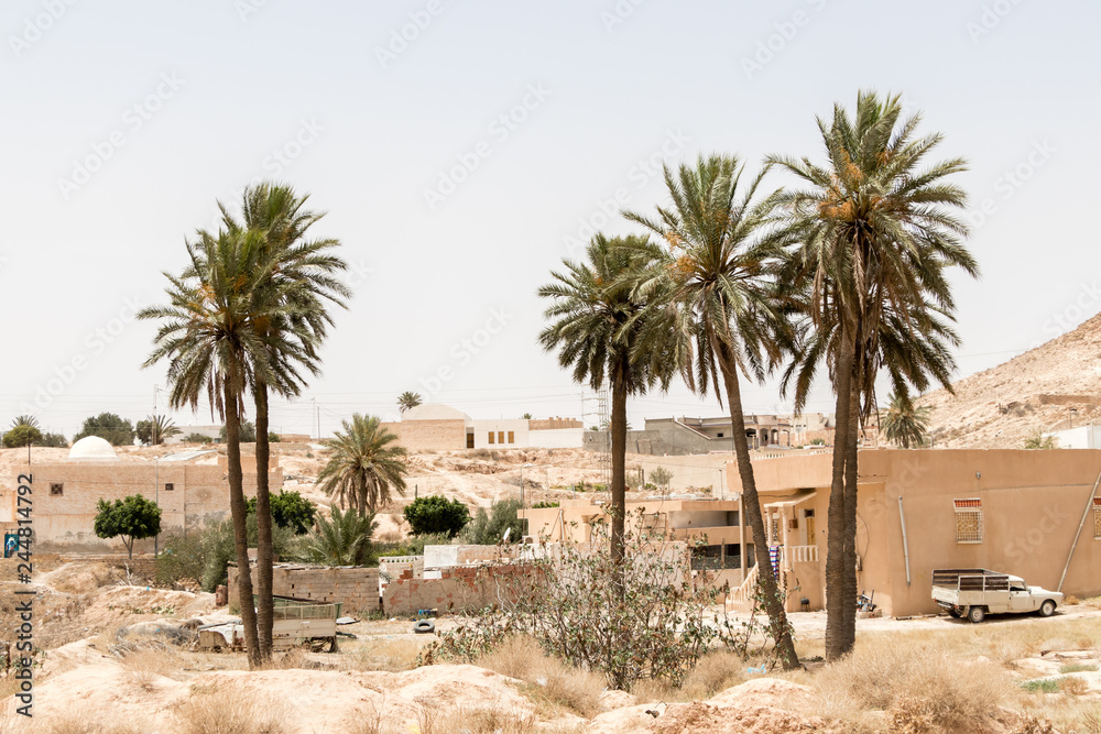 Palm trees in the city of Matmata, Tunisia, Africa Palm trees in the city of Matmata, Tunisia, Africa