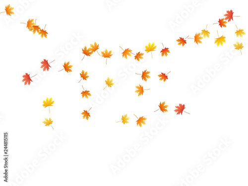 Maple leaves vector background  autumn foliage on white graphic design.