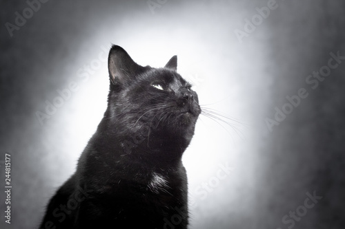 black cat on soft white/black background photo