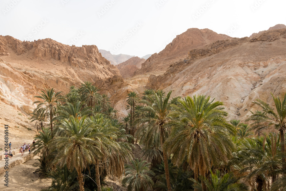 Palm trees in the Mountain oasis Chebika at the border of Sahara, Tunisia, Africa Palm trees in the Mountain oasis Chebika at the border of Sahara, Tunisia, Africa