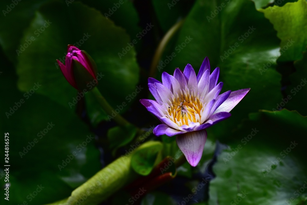 Beautiful Lotus flowers on a green foliage background in a natural pond Beautiful Lotus flowers on a green foliage background in a natural pond
