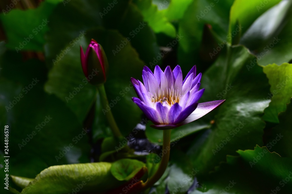 Beautiful Lotus flowers on a green foliage background in a natural pond 