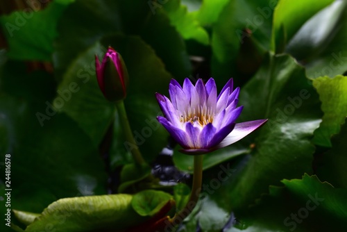 Beautiful Lotus flowers on a green foliage background in a natural pond 