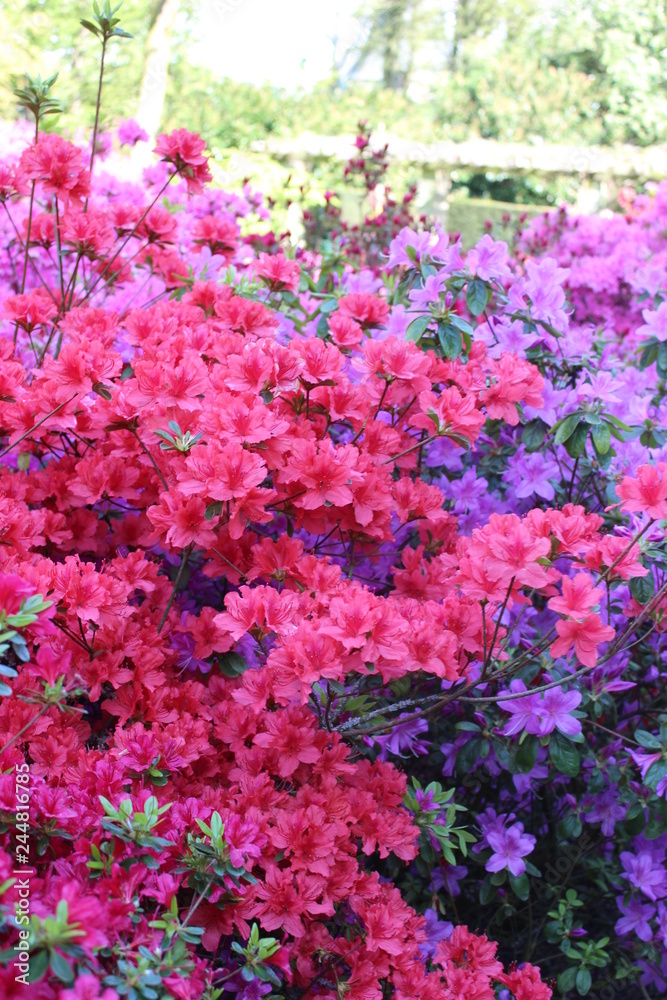 Fototapeta premium pink flowers in the garden