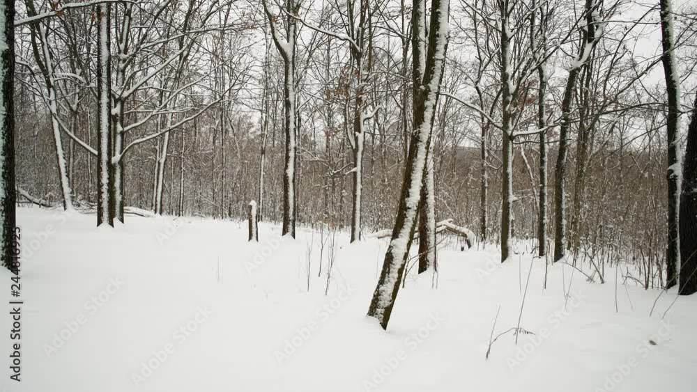 Movement, View of the Snow-covered Trees in the Forest Movement, View of the Snow-covered Trees in the Forest