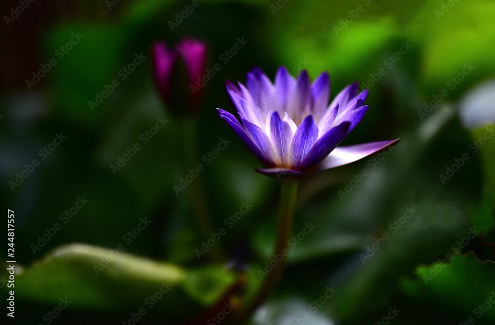 Beautiful Lotus flowers on a green foliage background in a natural pond Beautiful Lotus flowers on a green foliage background in a natural pond
