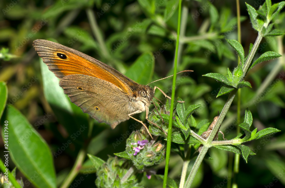 Obraz premium A brown butterfly on the leaves at spring