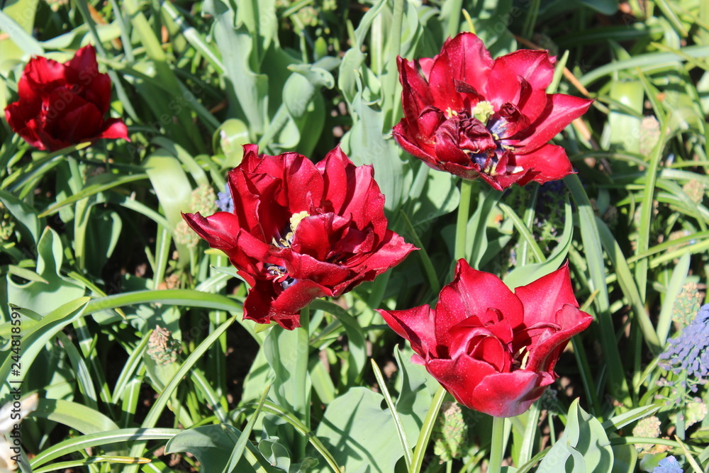 red tulips in the garden