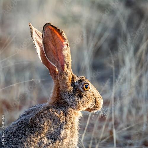 Cape Hare photo