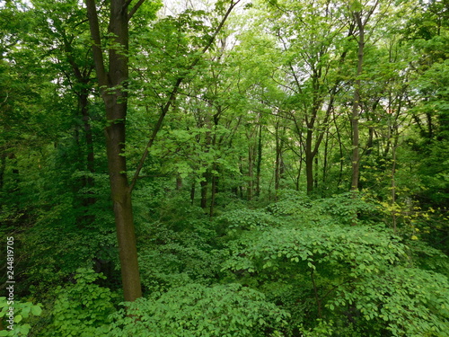 Spring on Thuringian Forest