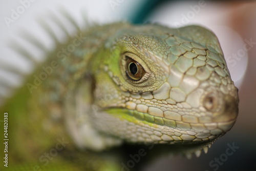 iguana verde lagarto lizard green 