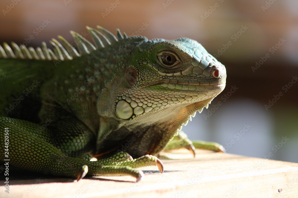 Fototapeta premium iguana verde lagarto lizard green 