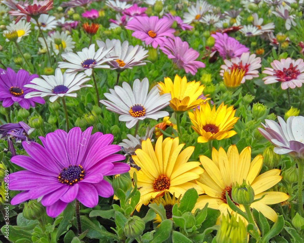 Fototapeta premium colorful yellow, purple and pale white daisybush flowers closeup