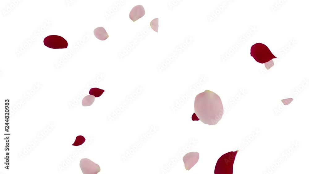 Colorful Flower Petals fluttering background