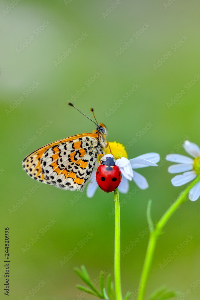 Closeup beautiful butterflies sitting on flower Closeup beautiful butterflies sitting on flower