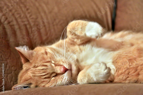 Orange and white striped cat sleeps on sofa.