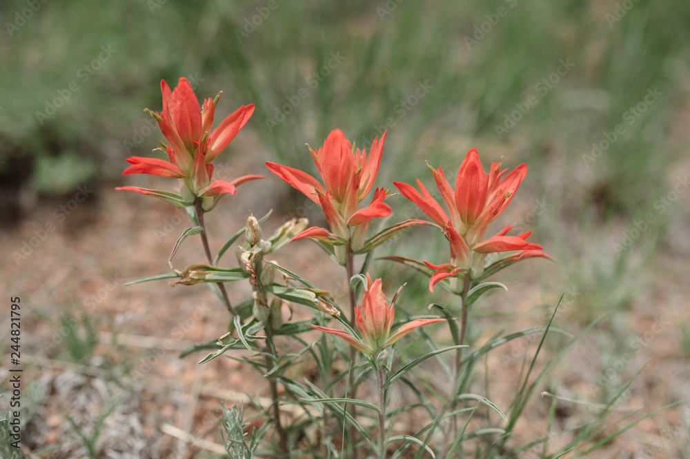 Indian paintbrush 