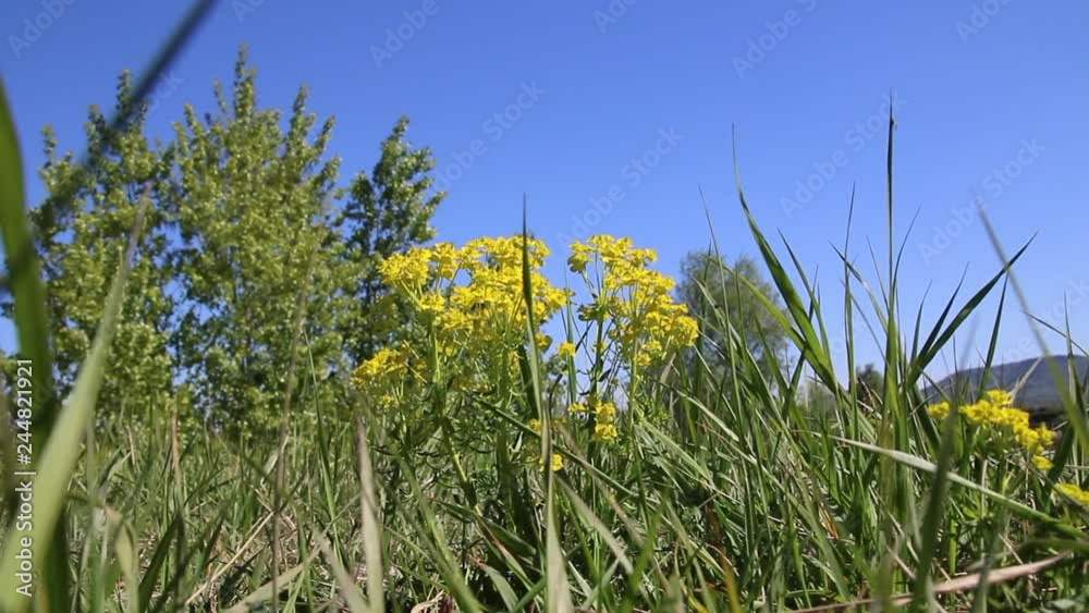 Grashalme wiegen sich auf einer Wiese im Wind, in den Sanddünen von Baden-Baden