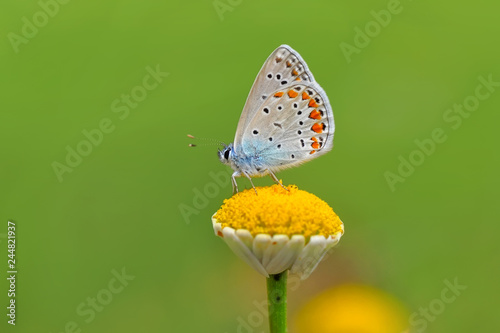 Bilde på lerret Closeup  beautiful butterflies sitting on flower