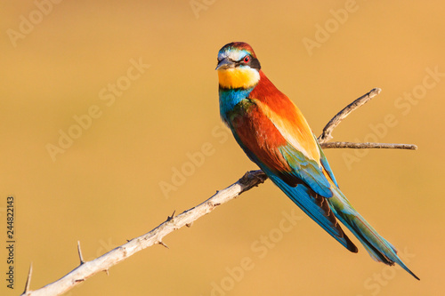 beautiful colored bird sings a spring song on a thorny branch