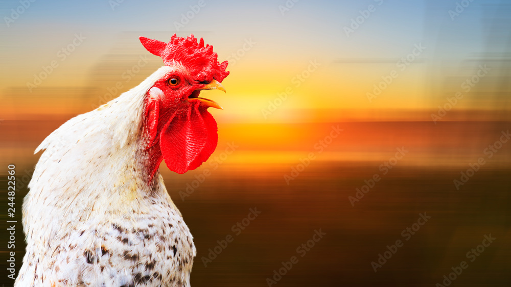 cock-a-doodle-doo in the early morning from the white rooster Stock