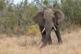 Elefant 63