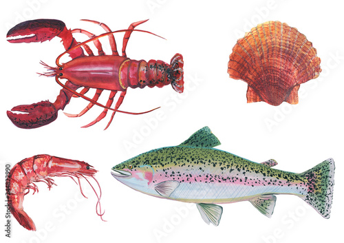 Acrylic illustration of a big royal red shrimp, red lobster, rainbow trout, scallop on a white background. Sea food illustration,