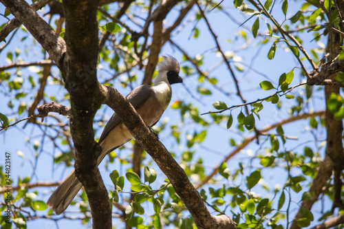 Bare-faced go-away-bird on a branch (Wagve, Kenya)