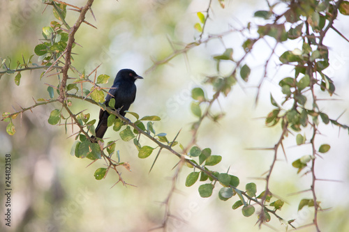 Common drongo perched on a branch of thorns (Wagve, Kenya))