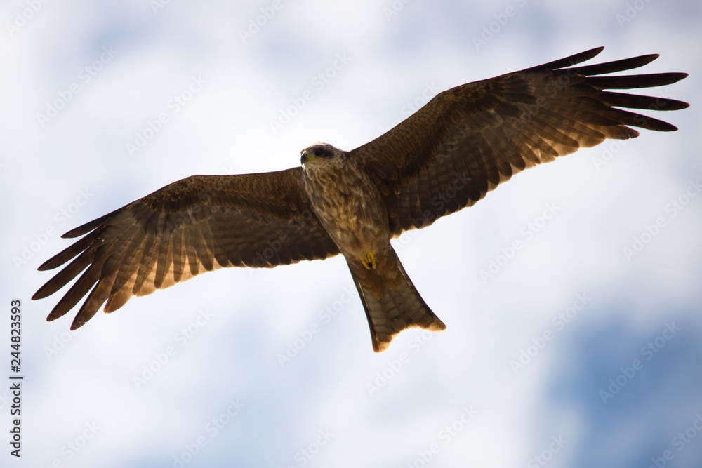 Black kite circling over-head (Lake Victoria) Black kite circling over-head (Lake Victoria)