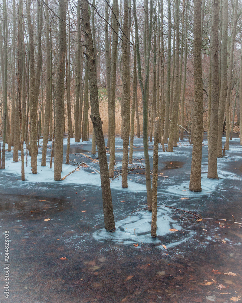 lined trees stuck in the frozen pond