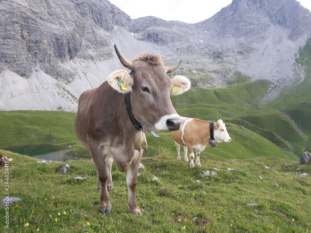 Braunvieh auf Wiese in den Alpen